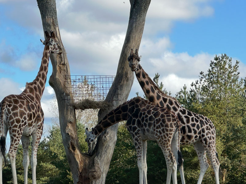 Giraffen bij GIVSKUD Zoo bij LEGOLAND Billund Resort