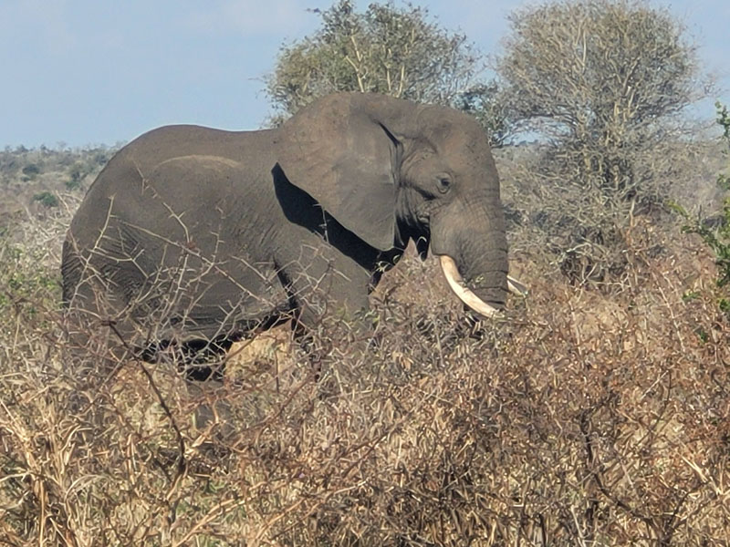Ontdek het Kruger Park met kinderen - safari tips voor jonge gezinnen
