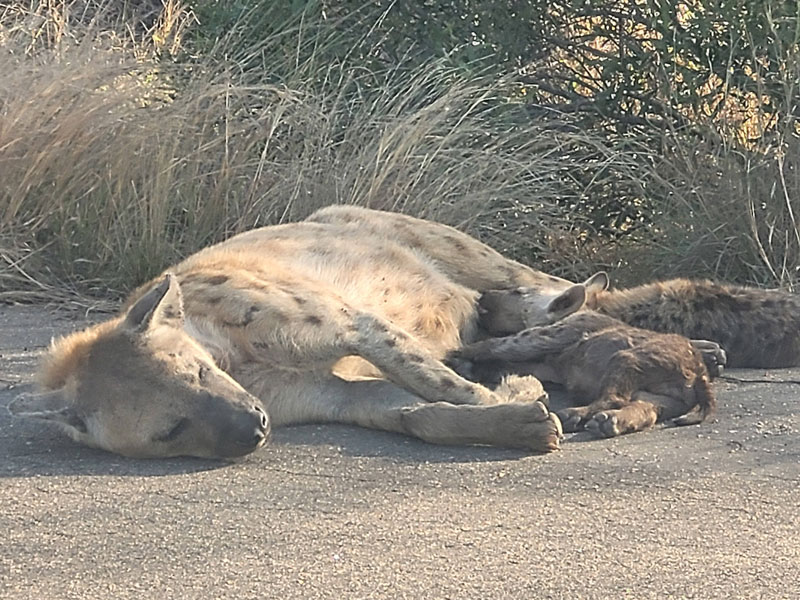 Ontdek het Kruger Park met kinderen - safari tips voor jonge gezinnen