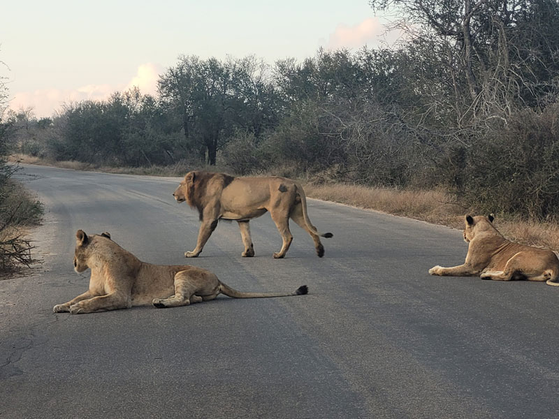 Ontdek het Kruger Park met kinderen – safari tips voor jonge gezinnen